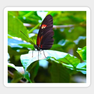 butterfly "Heliconius melpomene" Sticker